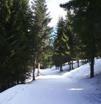 Snowy Track.jpg