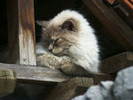 Sleepy Cat.jpg