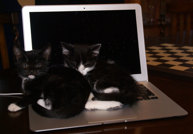 Computing Kittehs