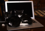 Computing Kittehs