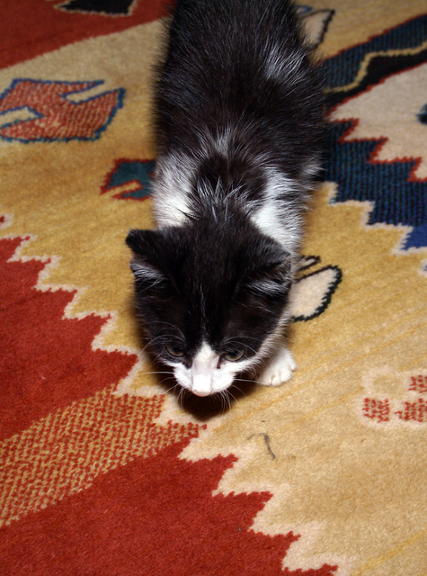 DSC00249 Cisco