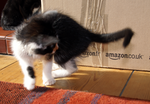 DSC00284 Cisco chasing his tail