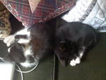 2 very tired kittens after their first trip to the vet
