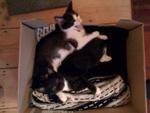 Box of kittens